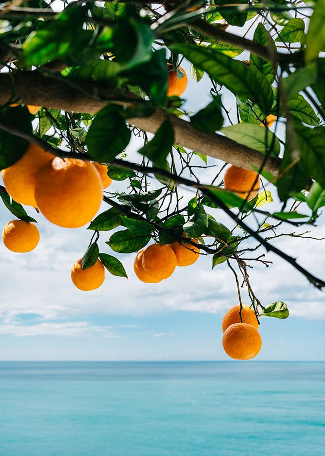 Oranges Over Blue Ocean | Bethany Young