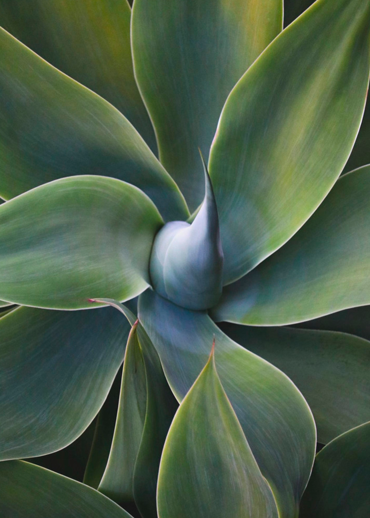 A little bit like a pinwheel | Robin Wechsler