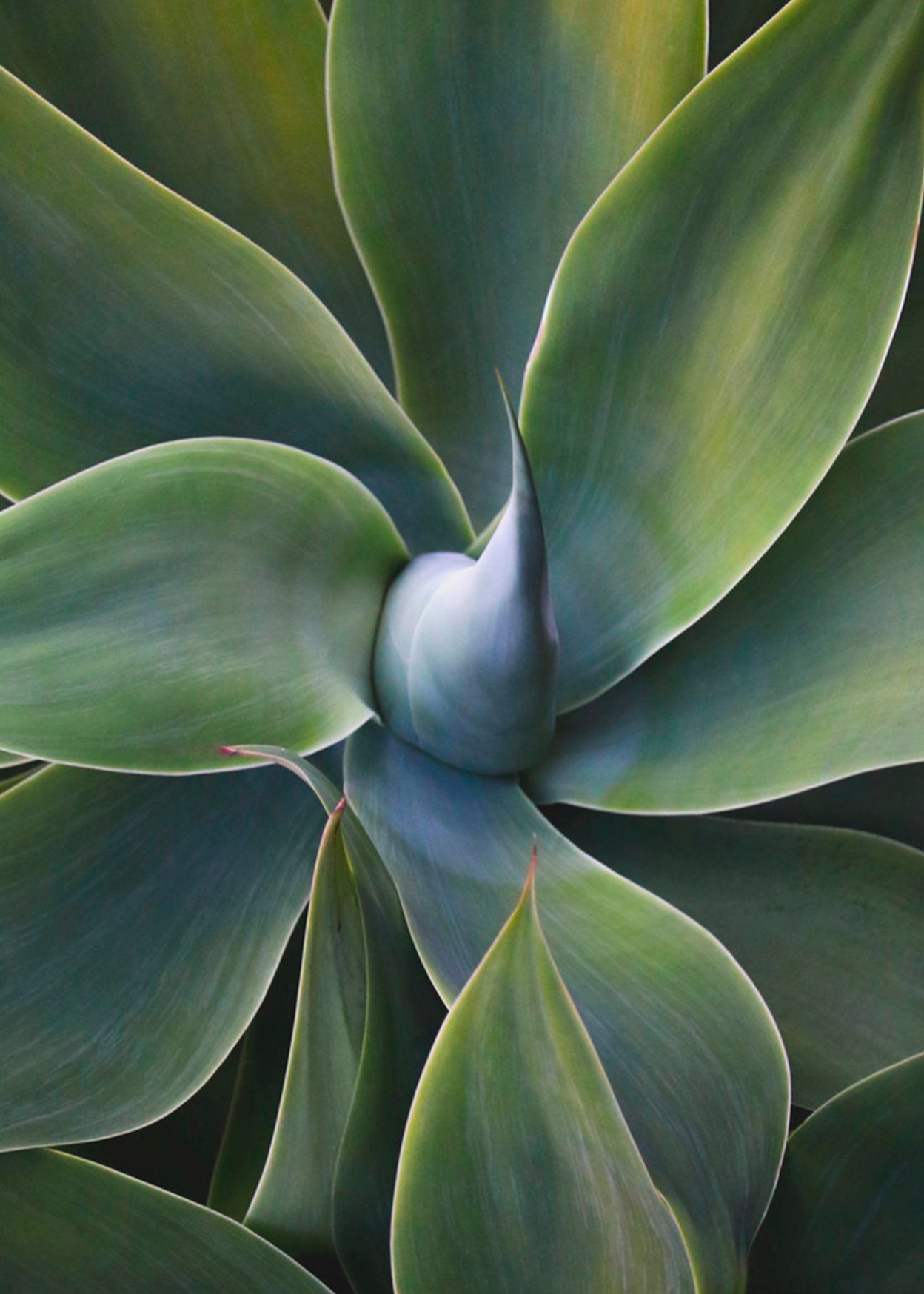 A little bit like a pinwheel | Robin Wechsler