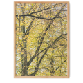 Autumn leaves
