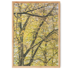 Autumn leaves