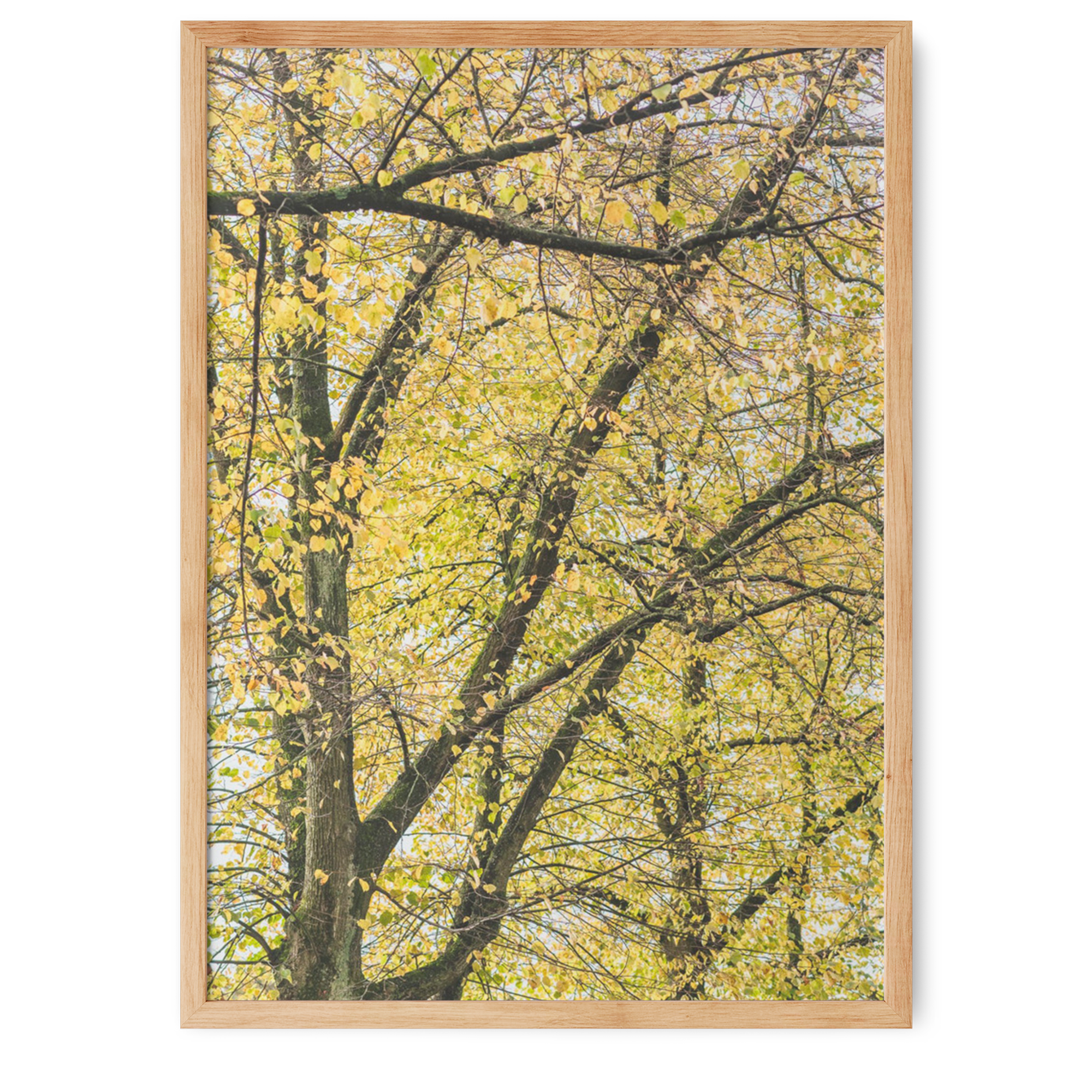 Autumn leaves