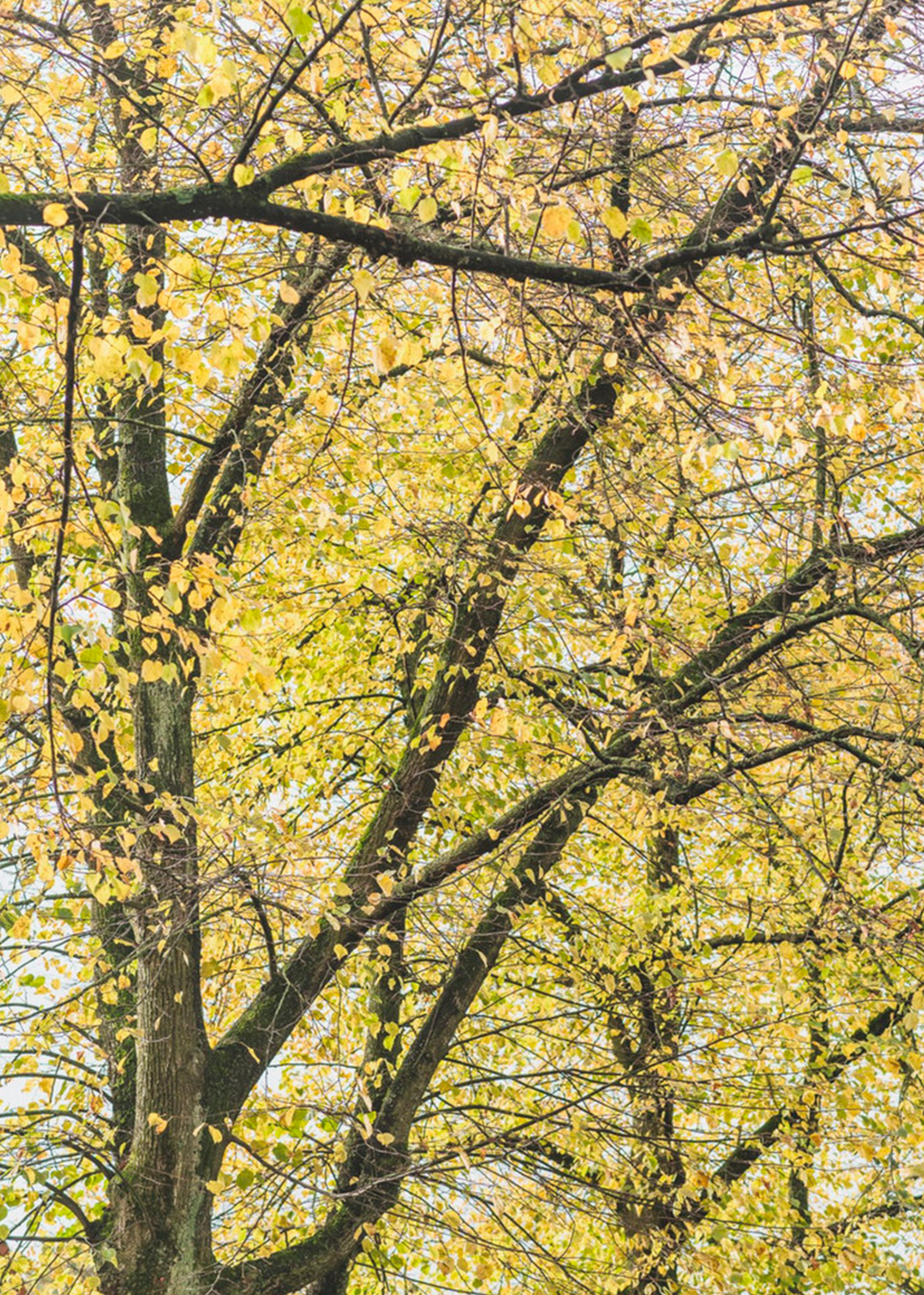 Autumn leaves