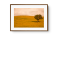 Field in Lower Tuscany