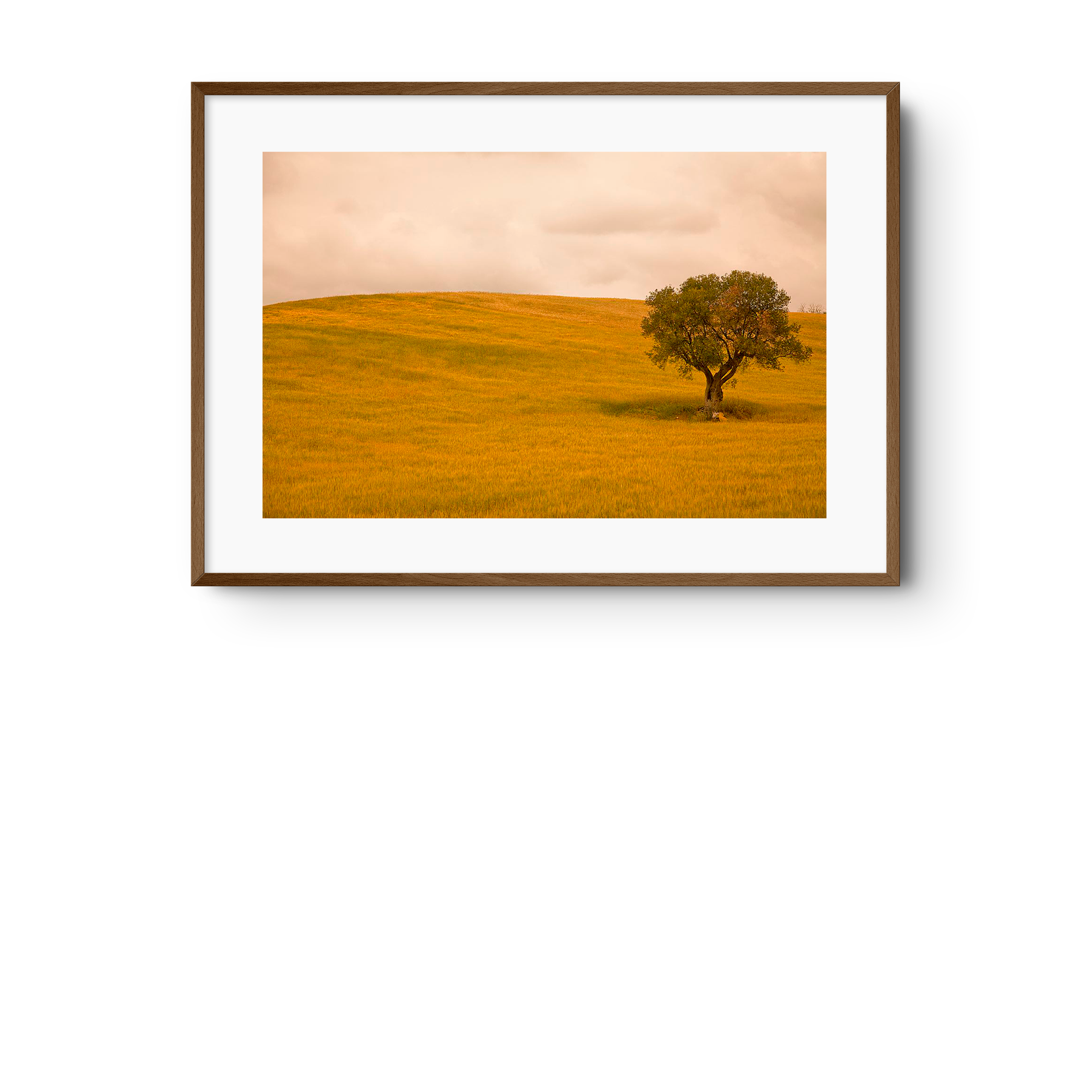 Field in Lower Tuscany