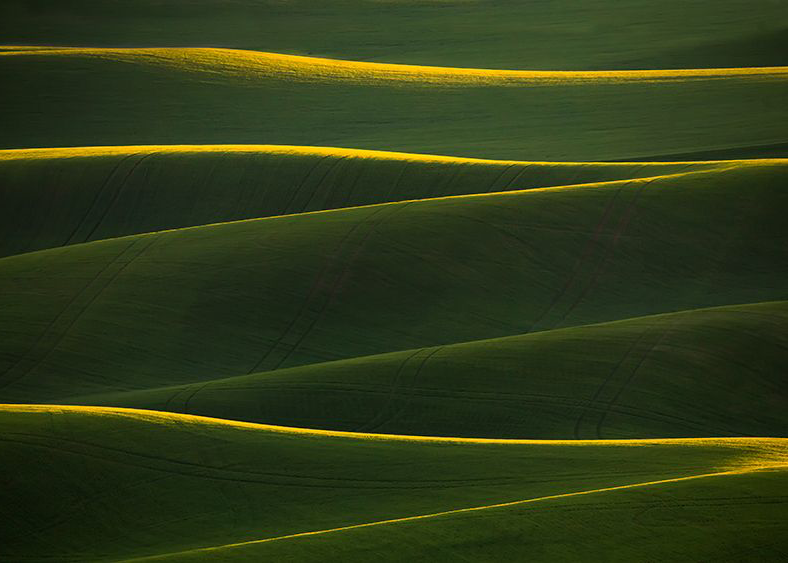 Golden Rolling Hills | Fion Wong
