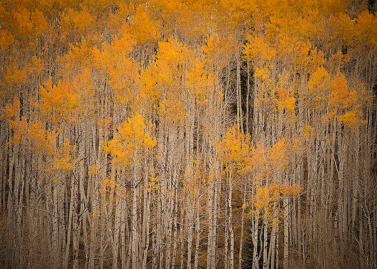 Intimate Aspen | JC Leacock