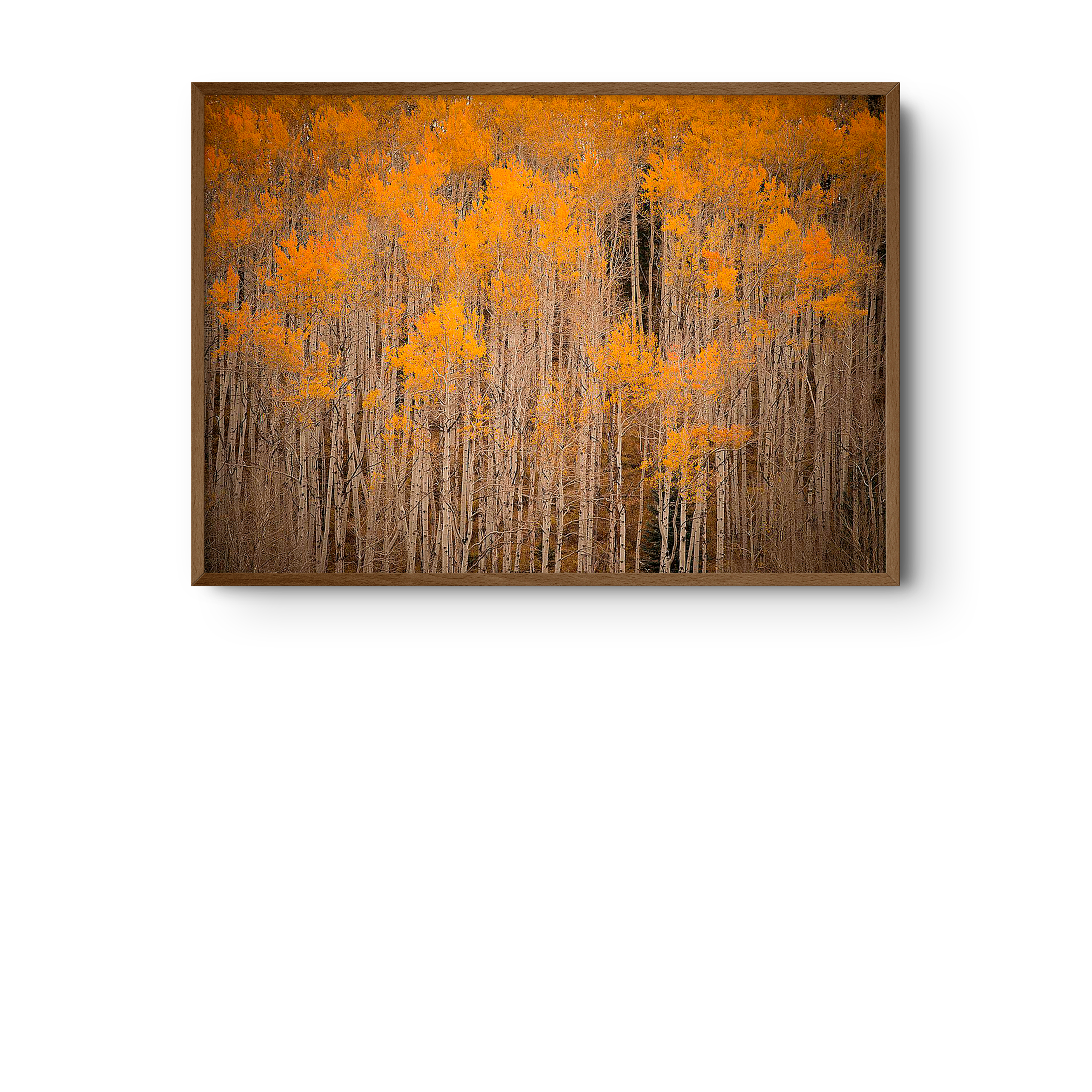 Intimate Aspen | JC Leacock