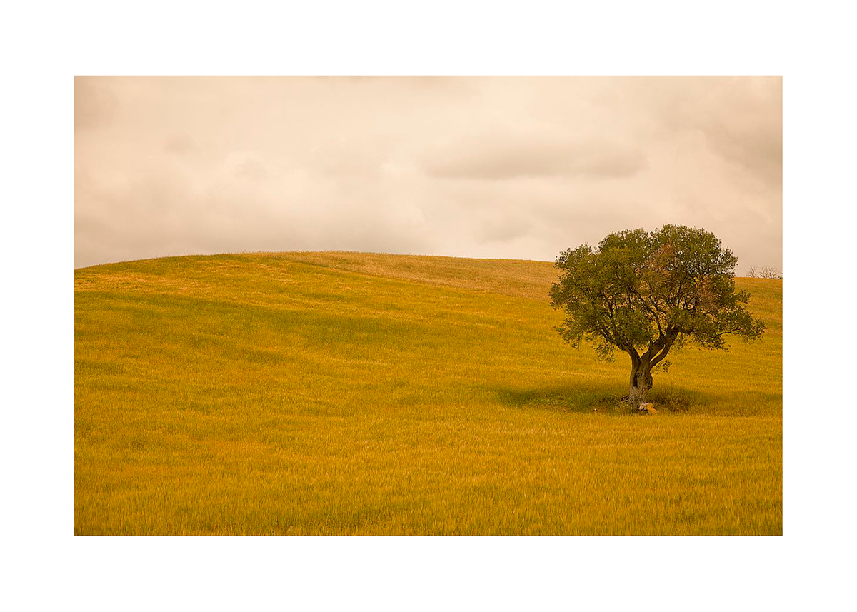Field in Lower Tuscany