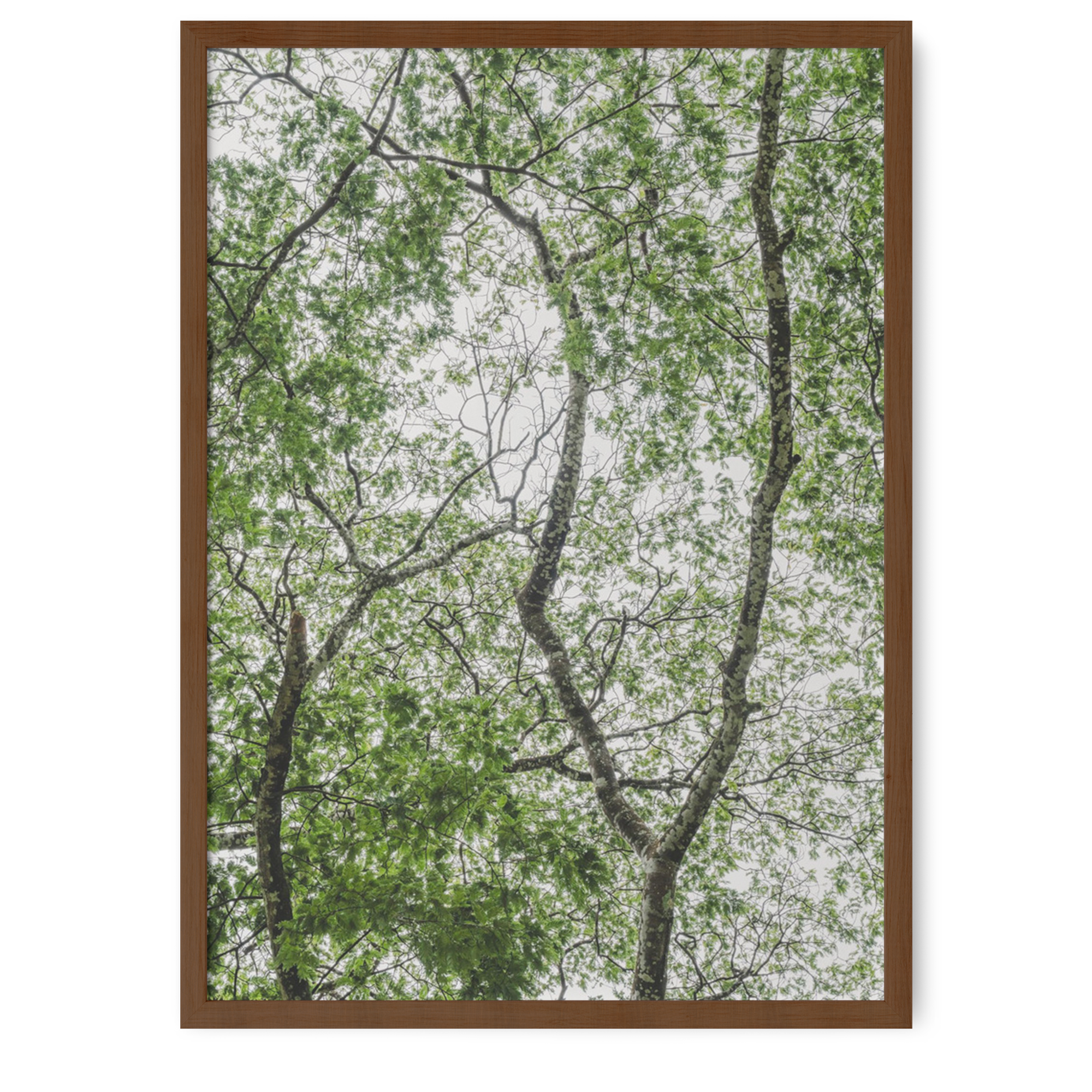 Leafy Serenity