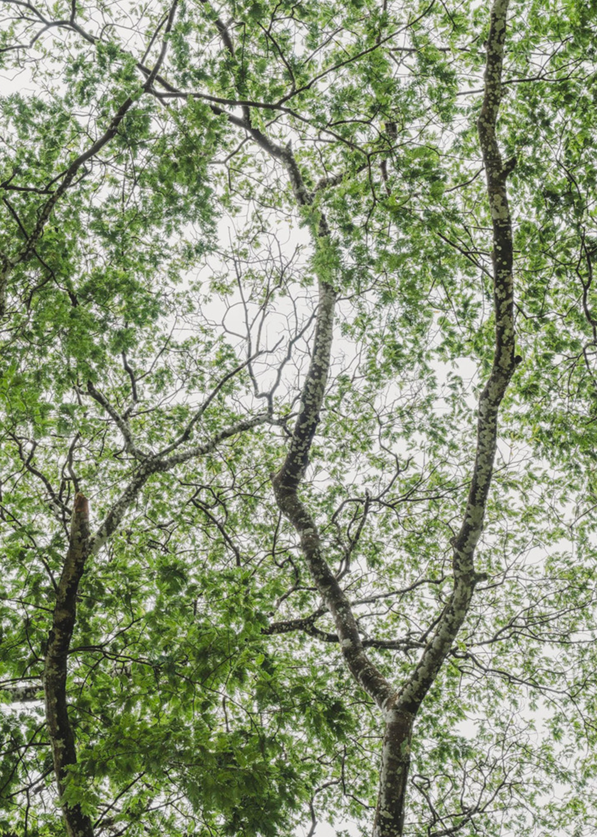 Leafy Serenity