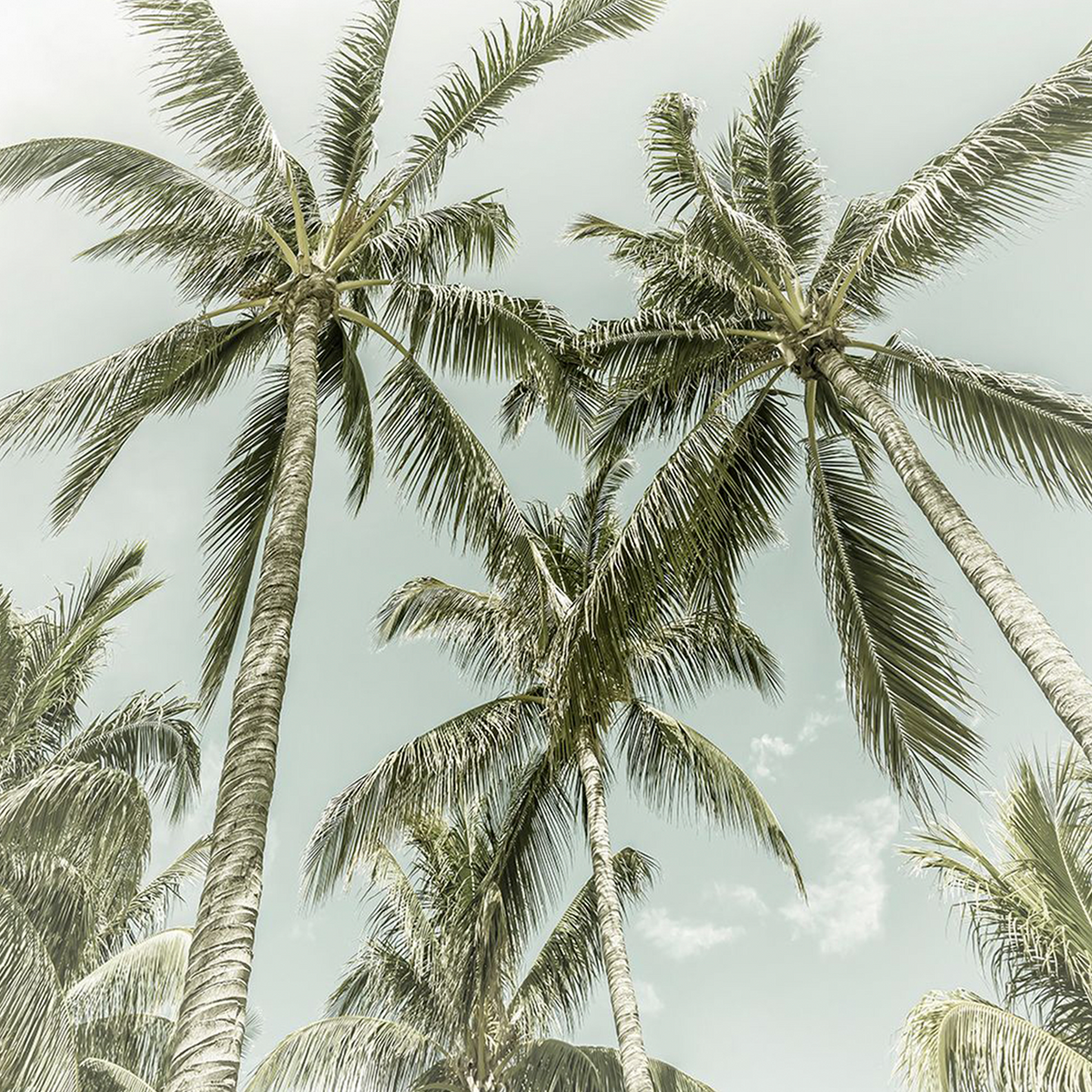 Lovely Vintage Palm Trees | Melanie Viola