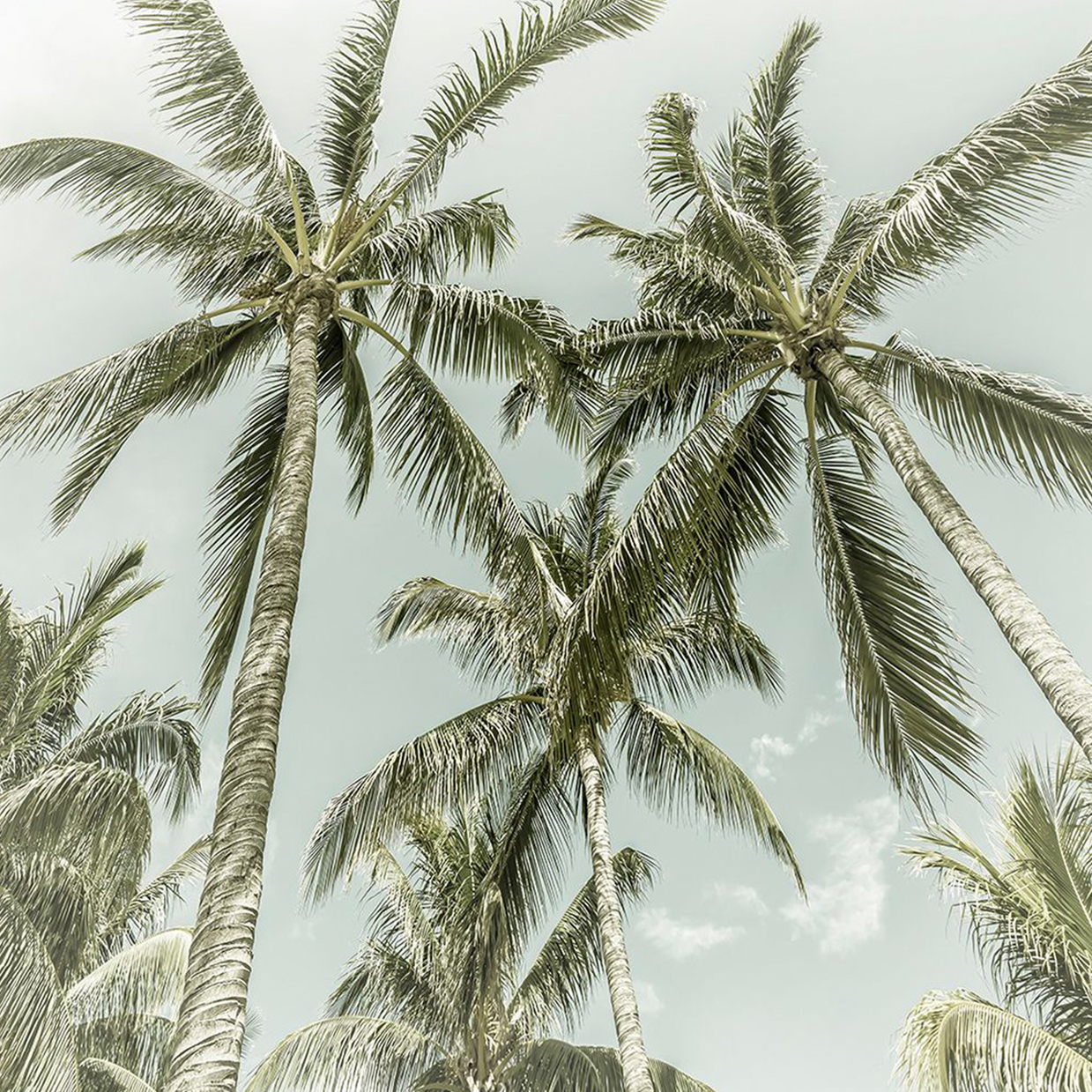 Lovely Vintage Palm Trees | Melanie Viola