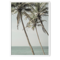 Ocean Breeze Palms | Shot by Clint