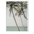 Ocean Breeze Palms | Shot by Clint