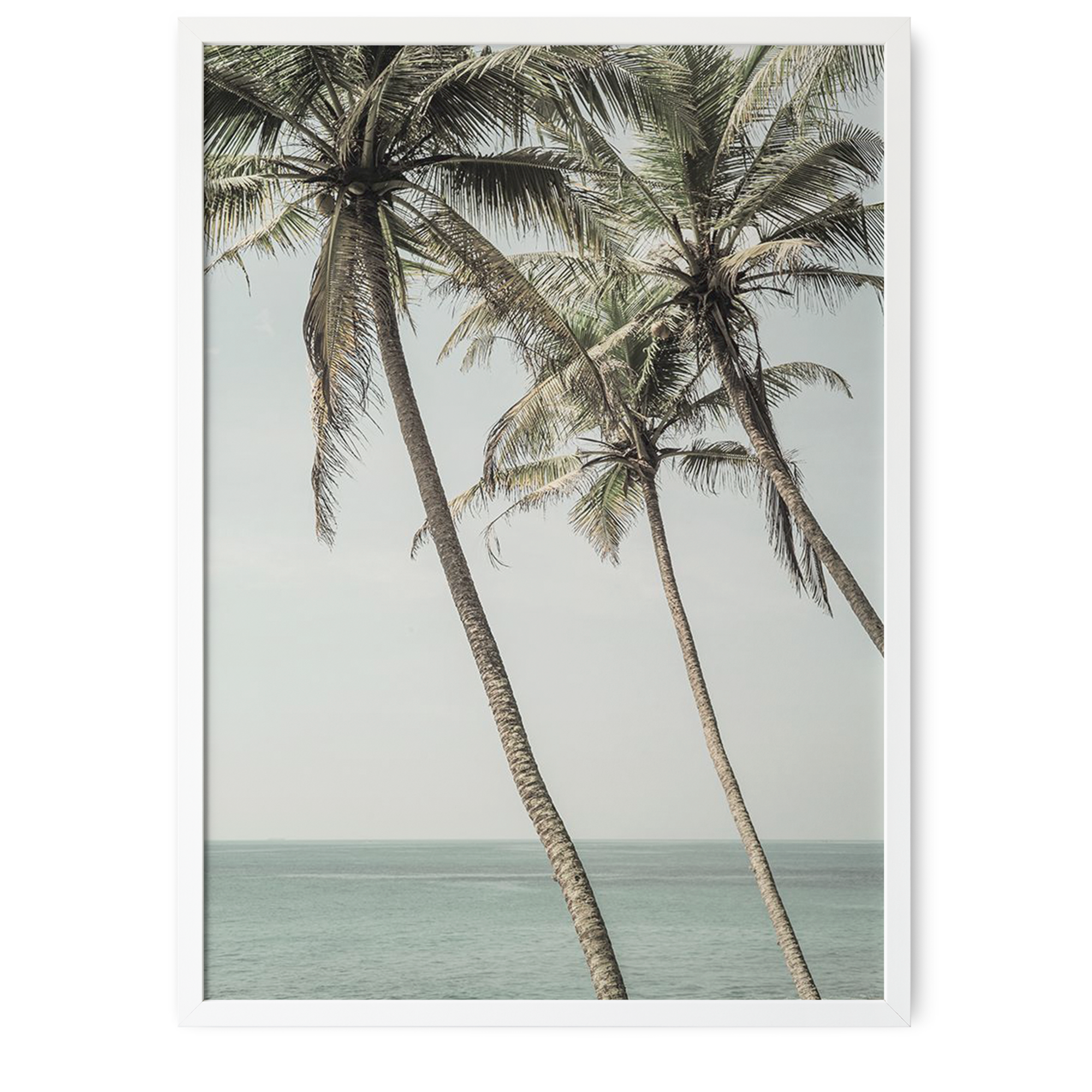 Ocean Breeze Palms | Shot by Clint