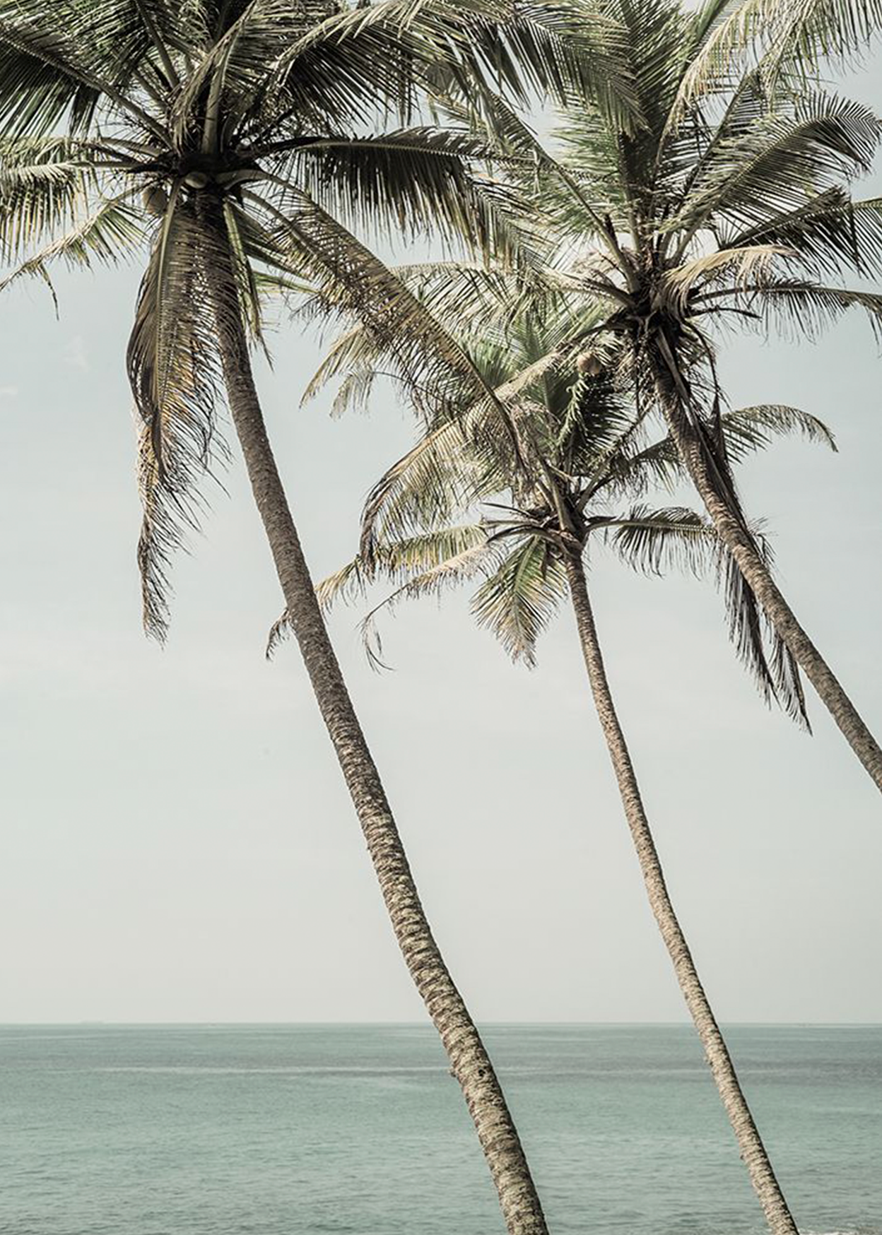 Ocean Breeze Palms | Shot by Clint