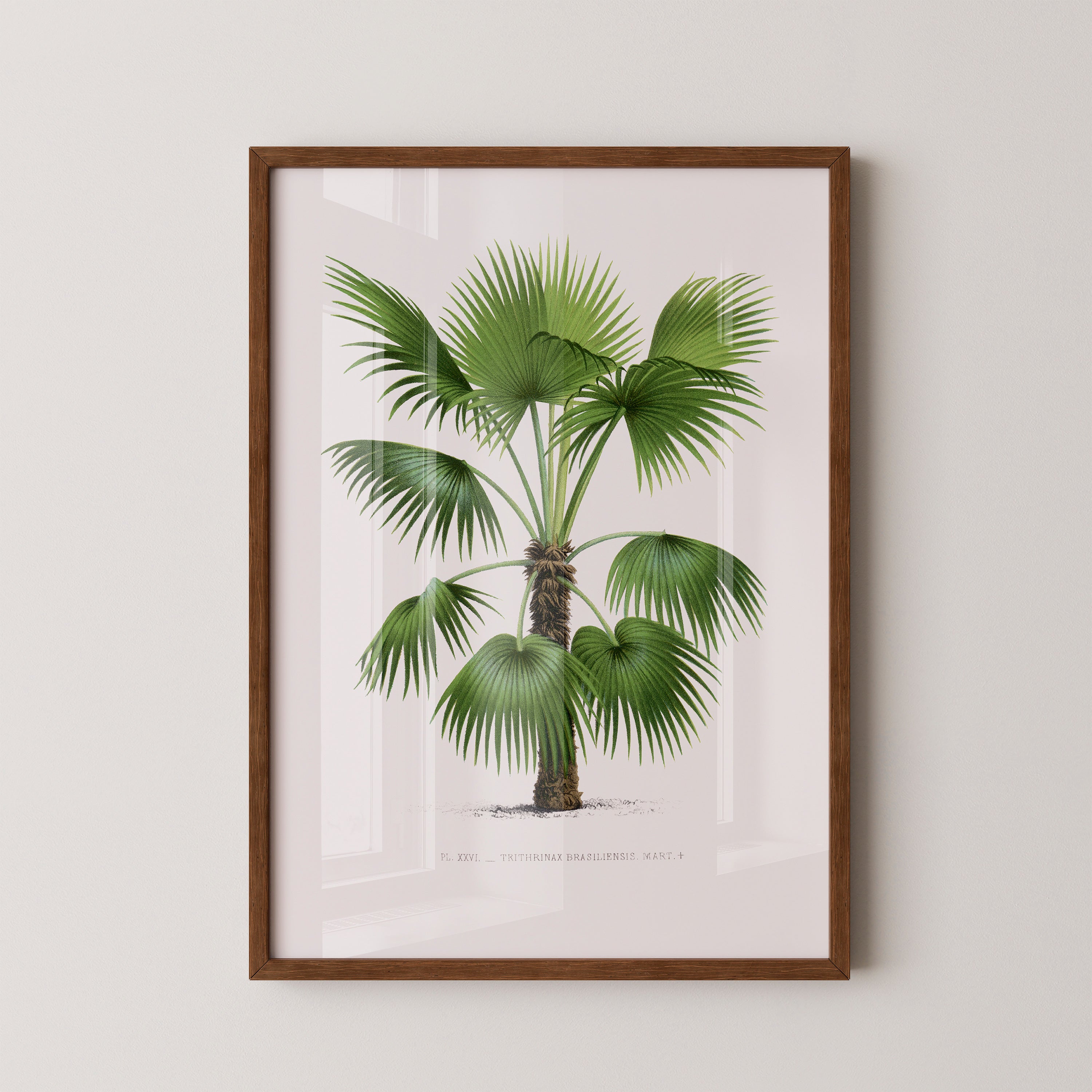 Thrinax Brasiliensis