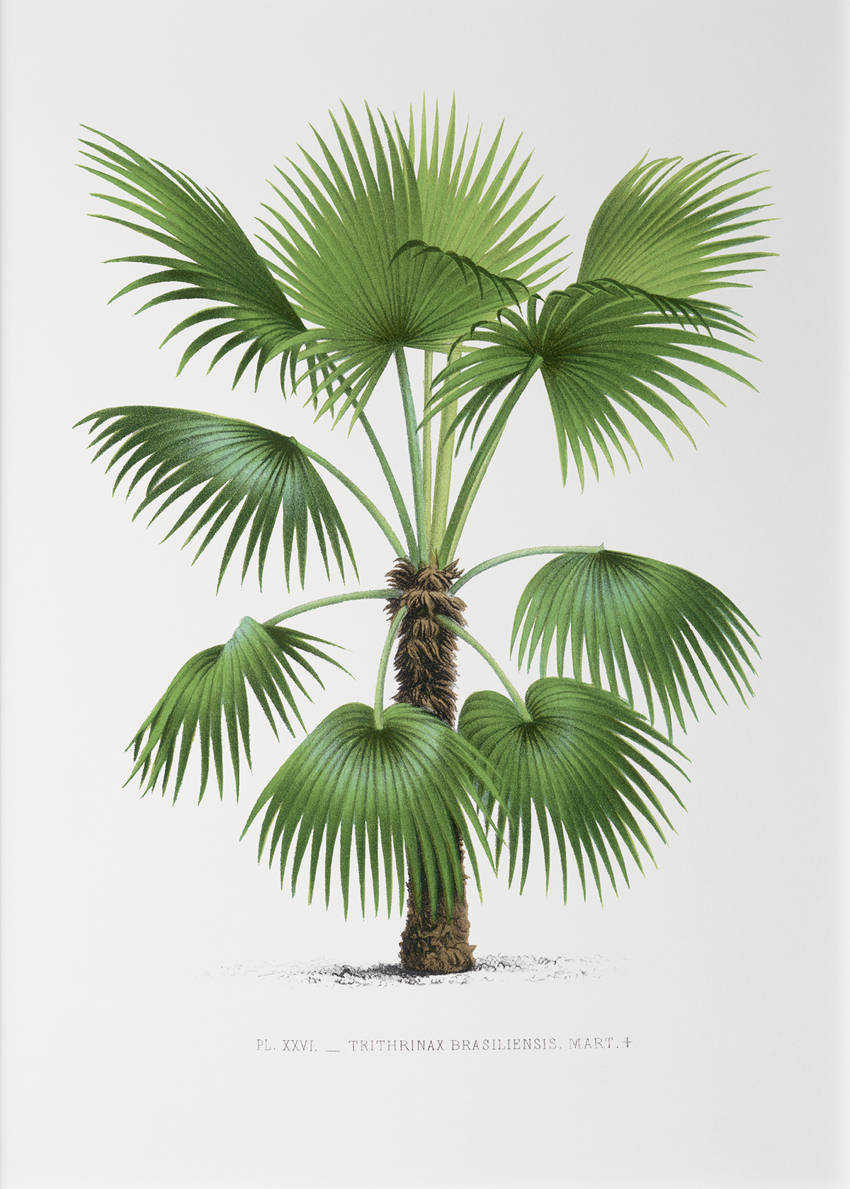 Thrinax Brasiliensis