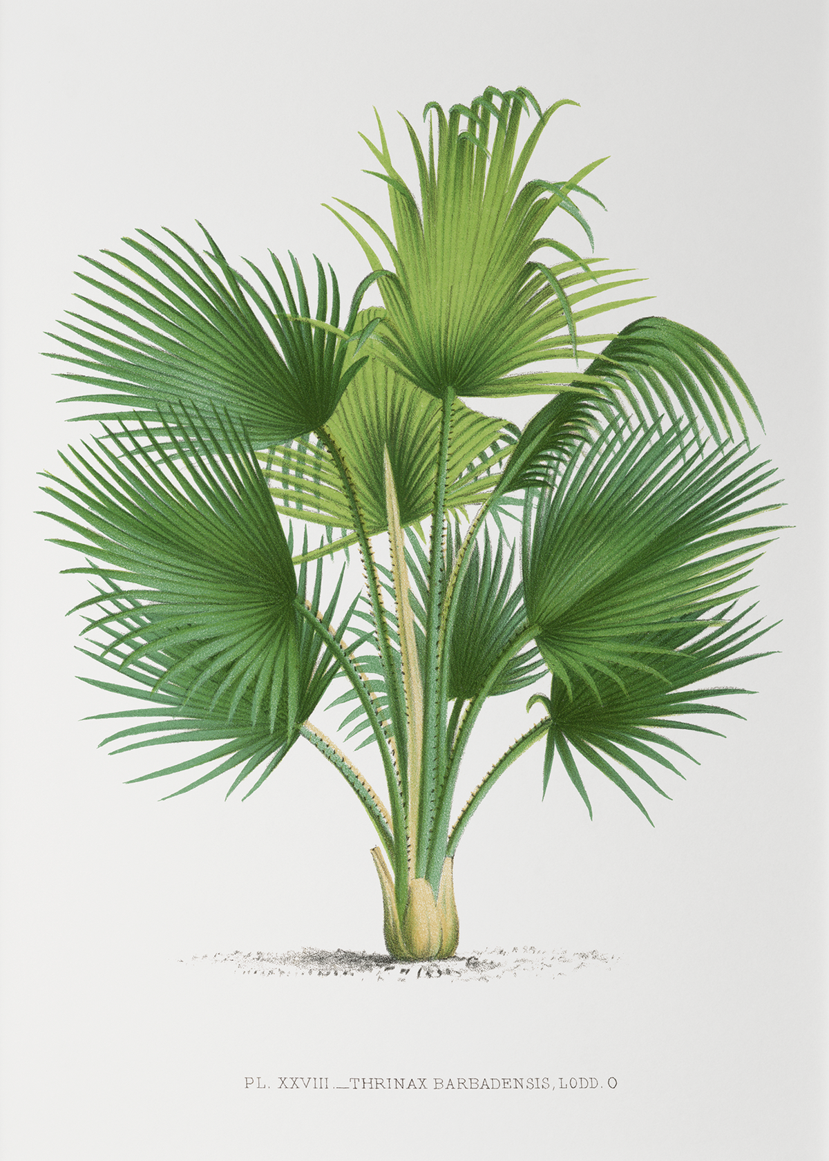 Thrinax Barbadensis