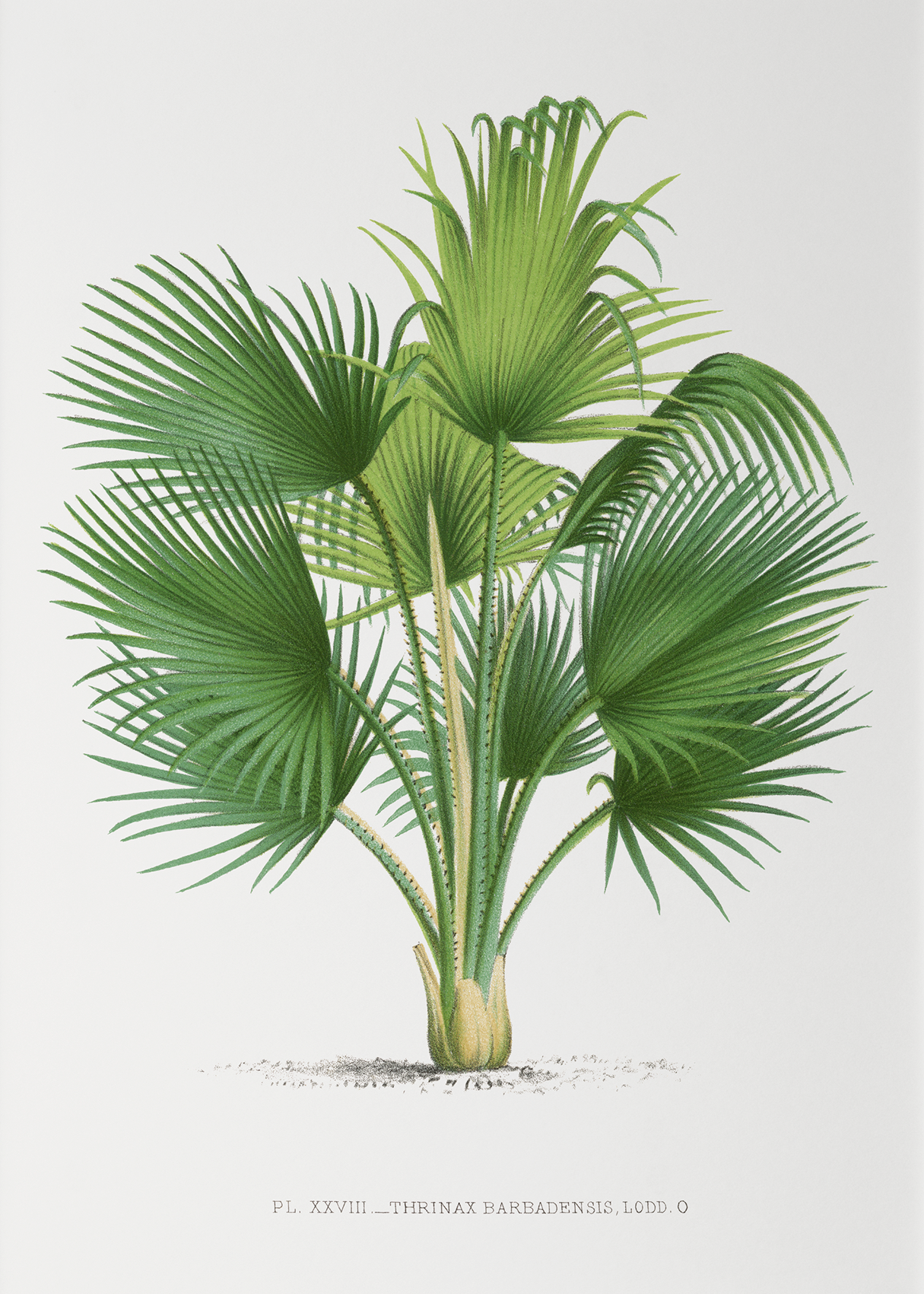 Thrinax Barbadensis