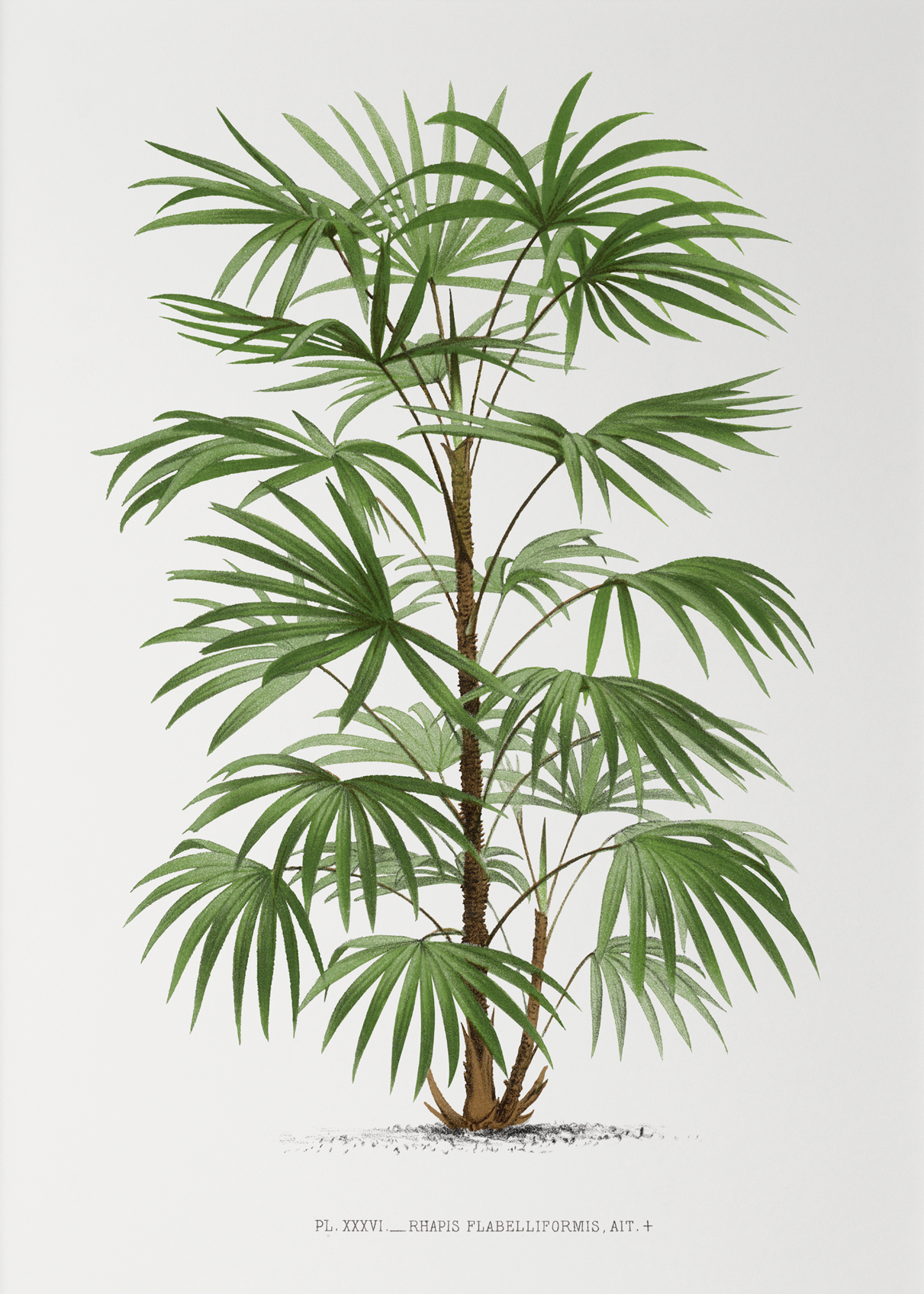 Rhapis Flabelliformis