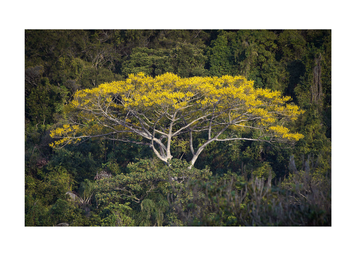 Primavera Chegou