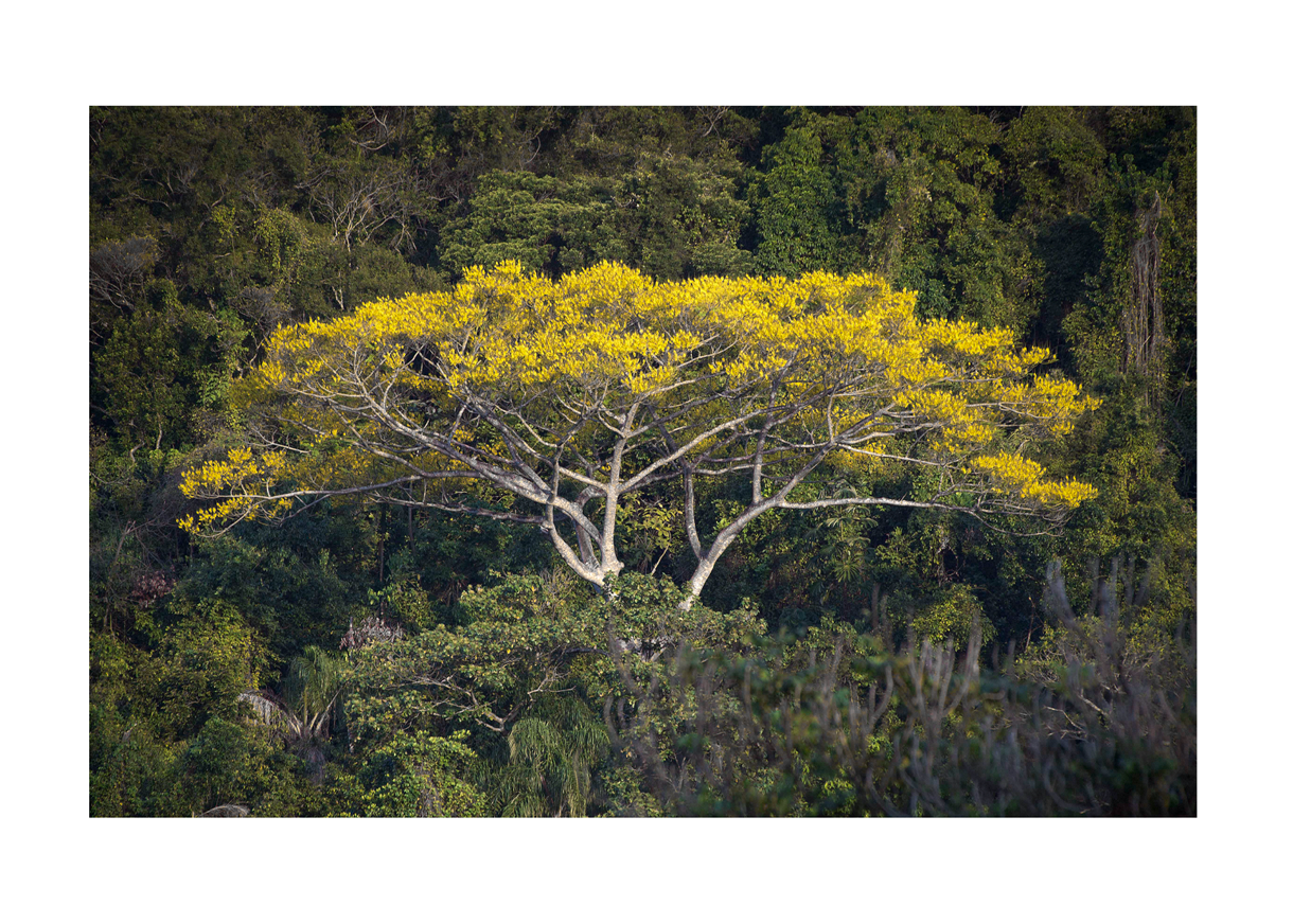 Primavera Chegou