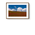 Red Clover Field