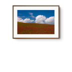Red Clover Field