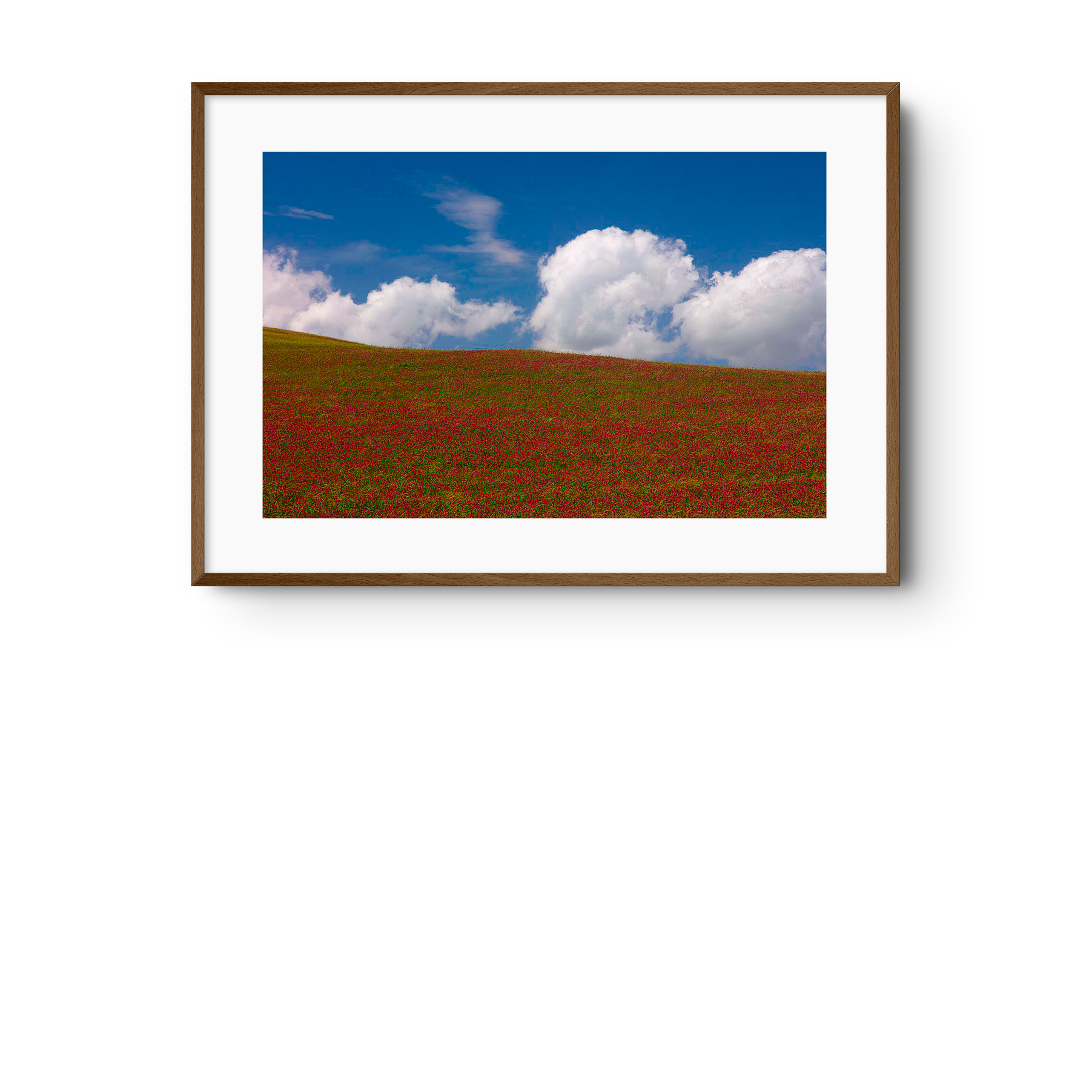Red Clover Field