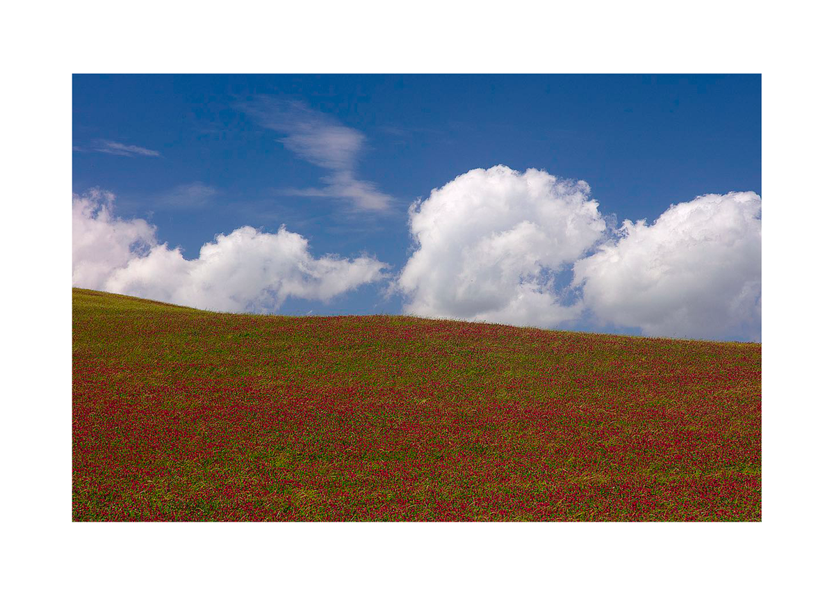 Red Clover Field