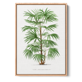 Rhapis Flabelliformis