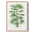 Rhapis Flabelliformis