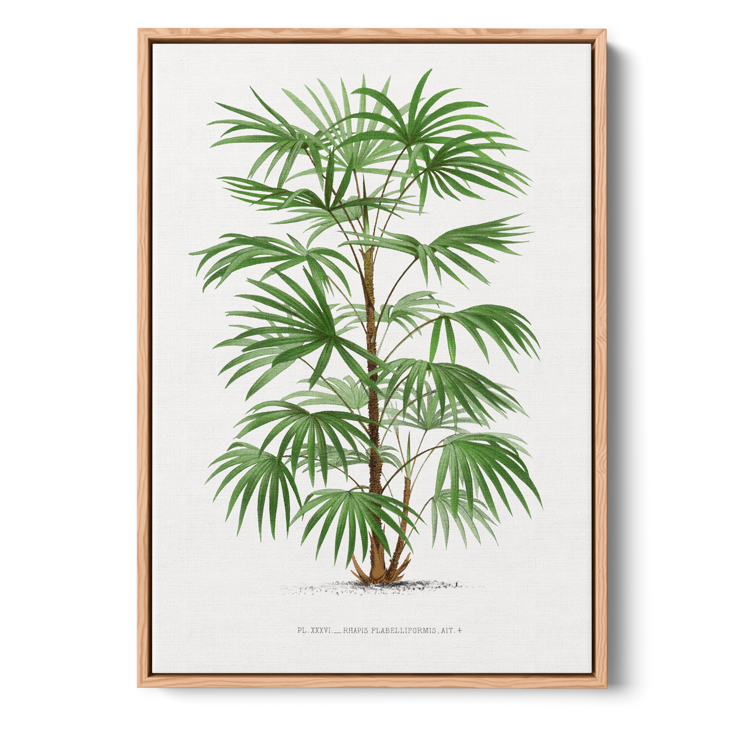 Rhapis Flabelliformis