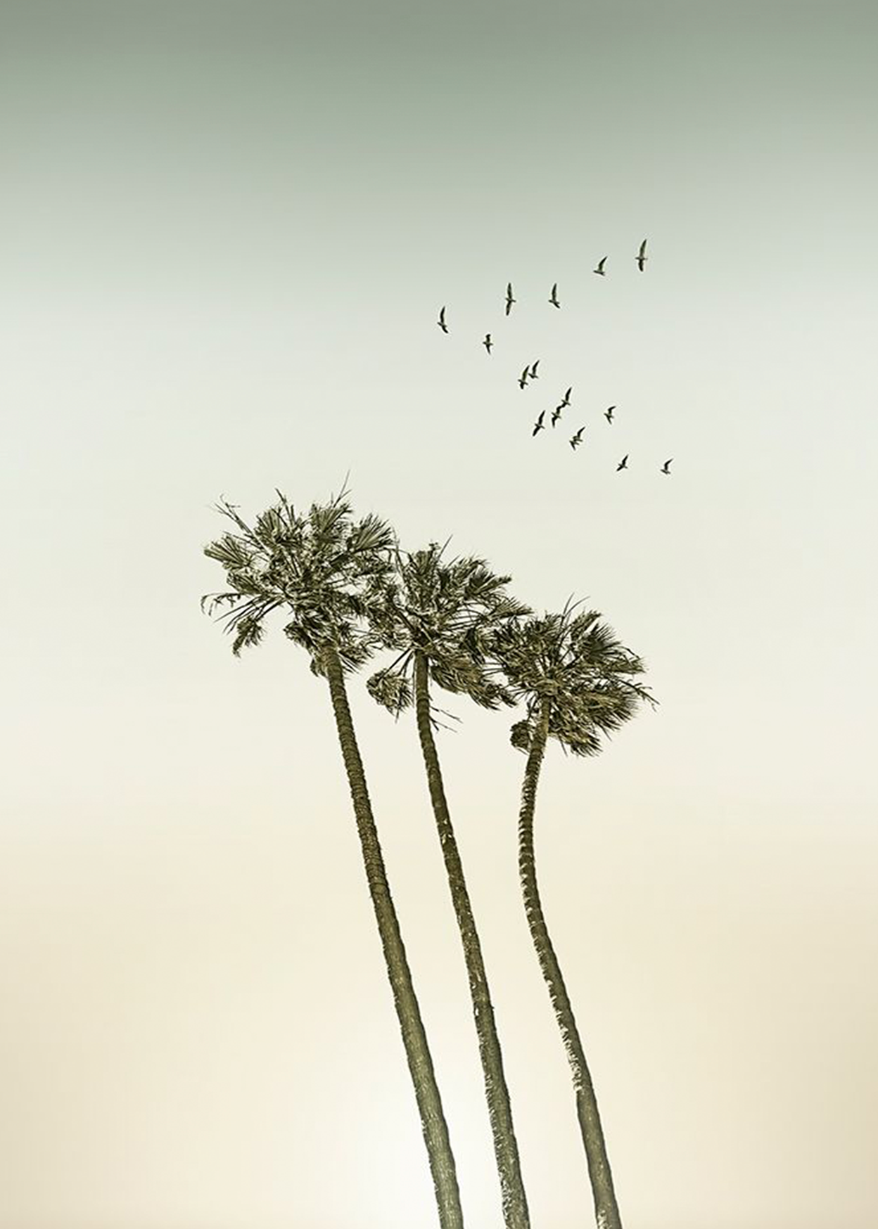 Soaring Palms | Melanie Viola