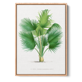 Thrinax Barbadensis