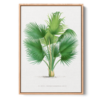 Thrinax Barbadensis