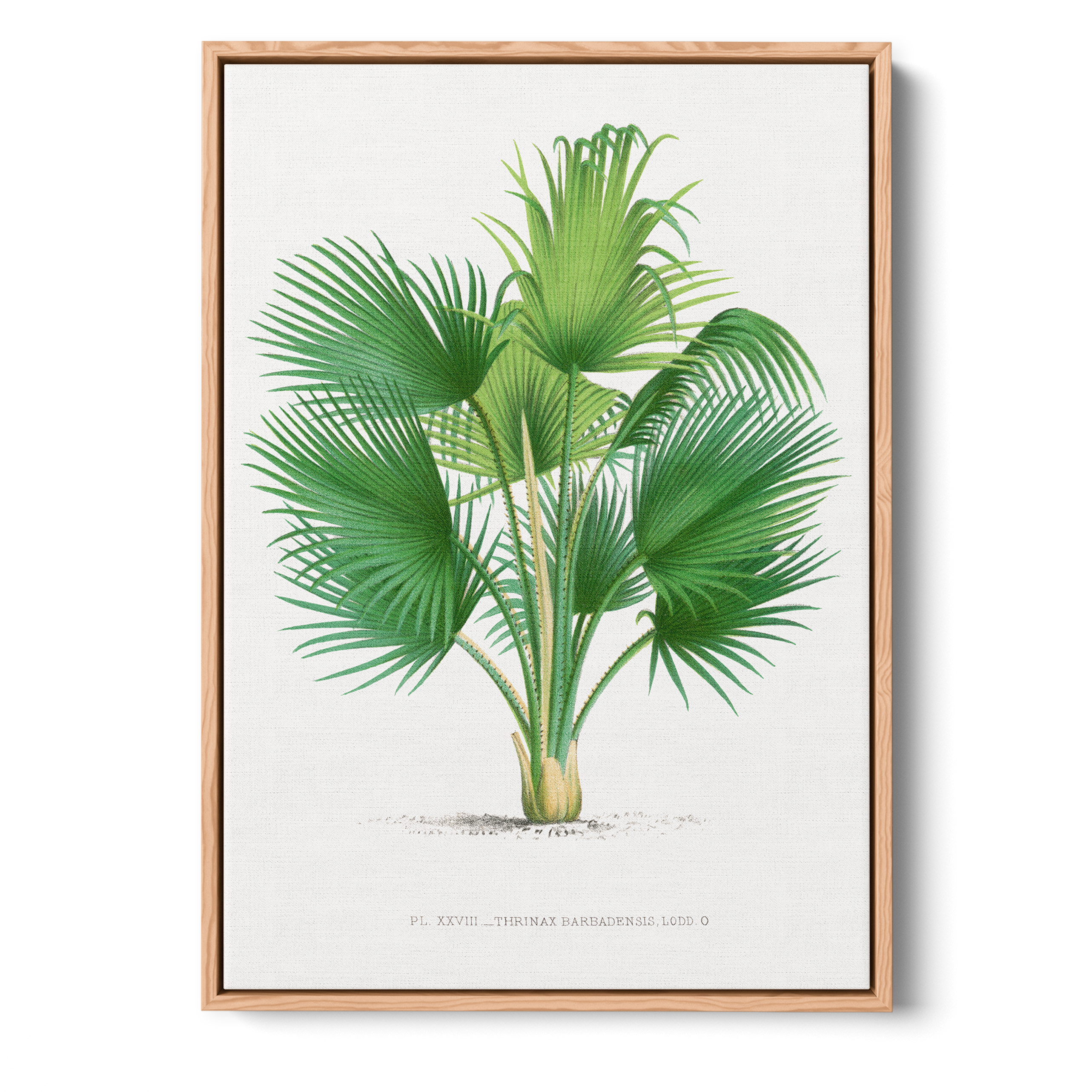 Thrinax Barbadensis