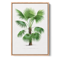 Thrinax Brasiliensis