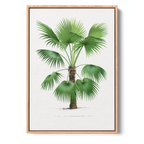 Thrinax Brasiliensis
