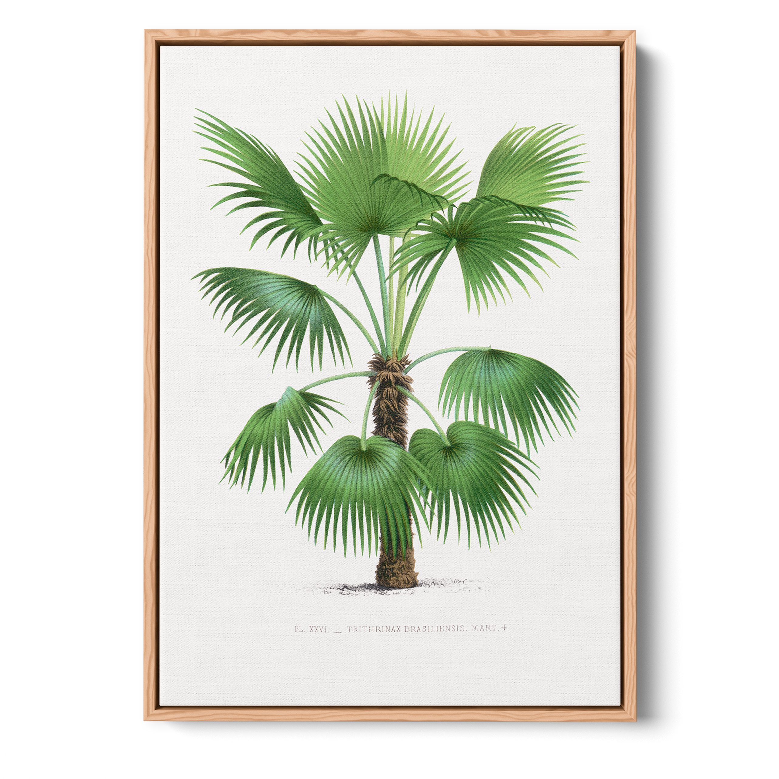 Thrinax Brasiliensis