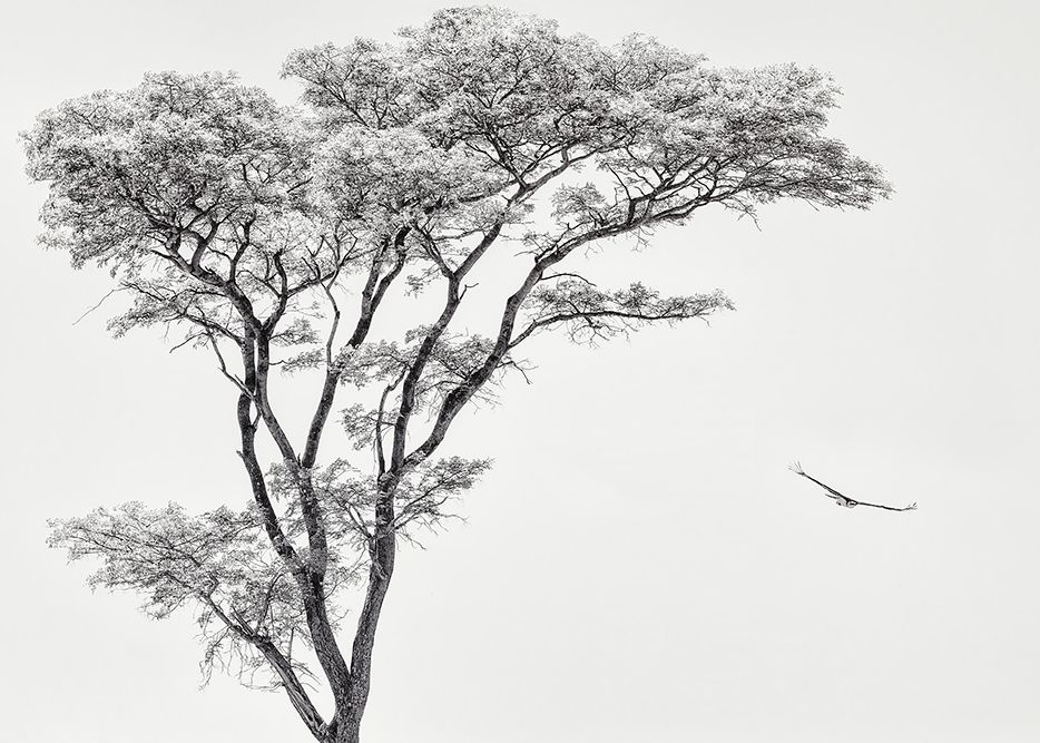 Tree and Bird Flight | Piet Flour