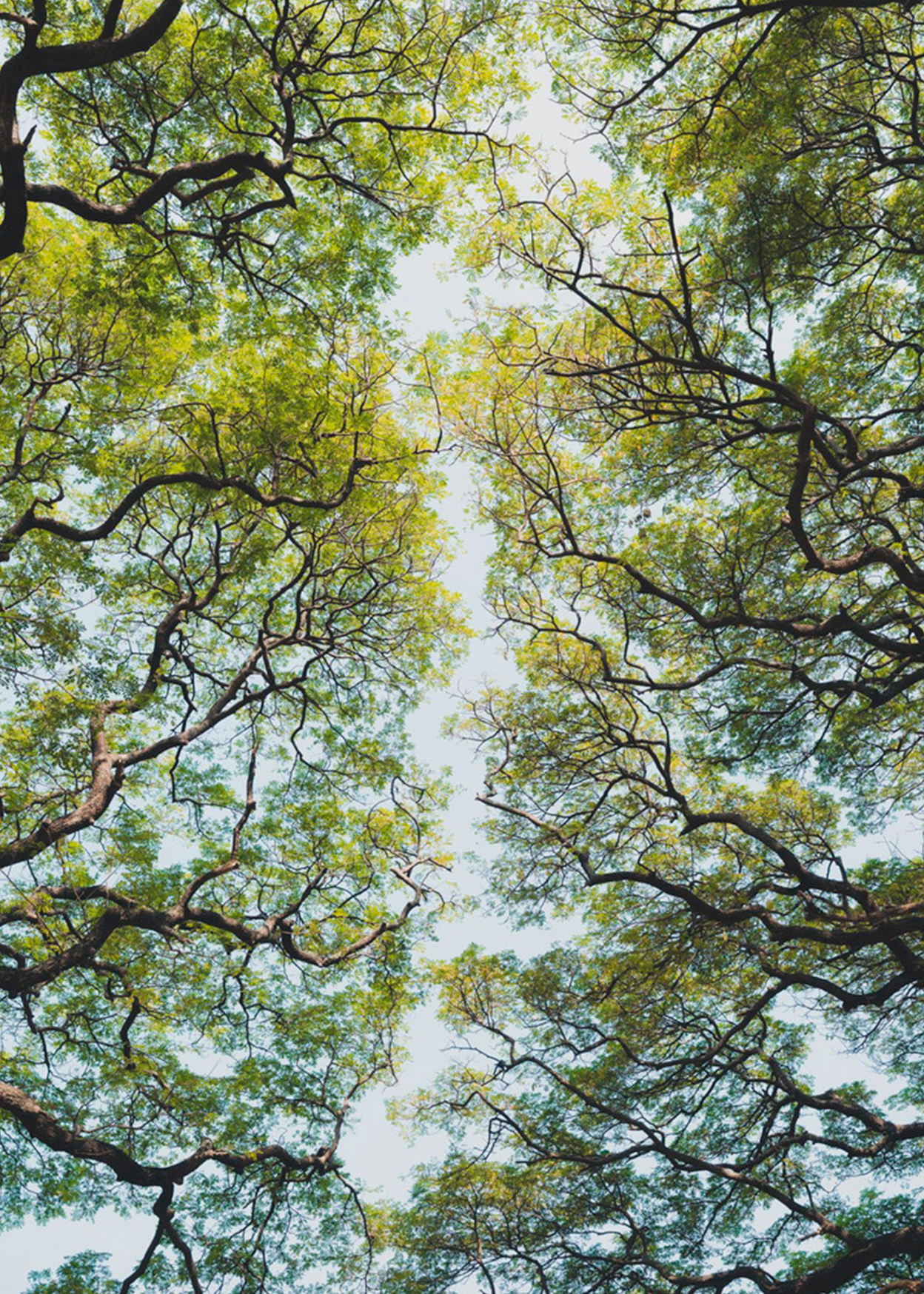 Trees in a botanical garden in Sri Lanka